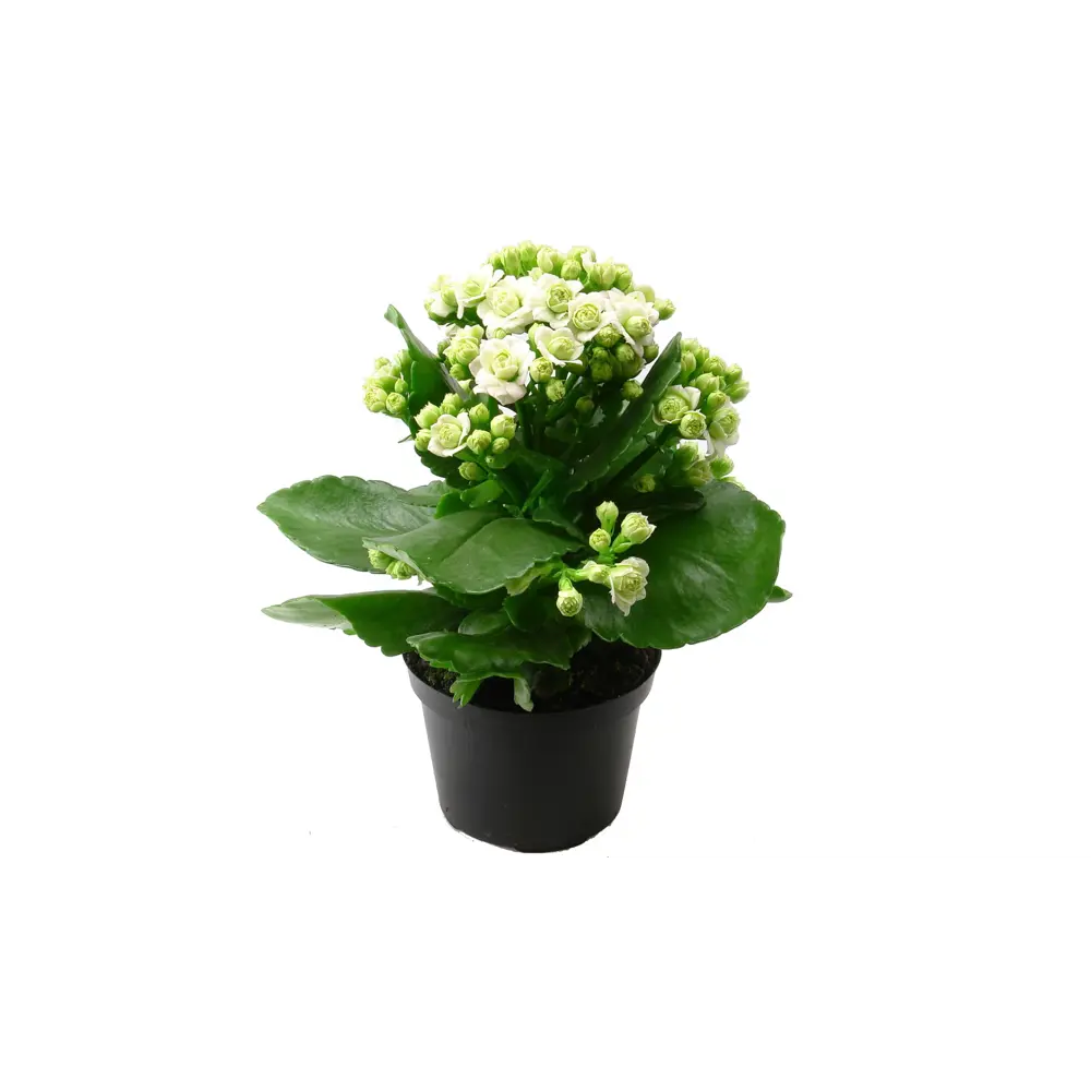 Каланхоэ Блоссфельда Santreyd - цветущий суккулент с лечебными свойствами 89394841 STLM-1515149