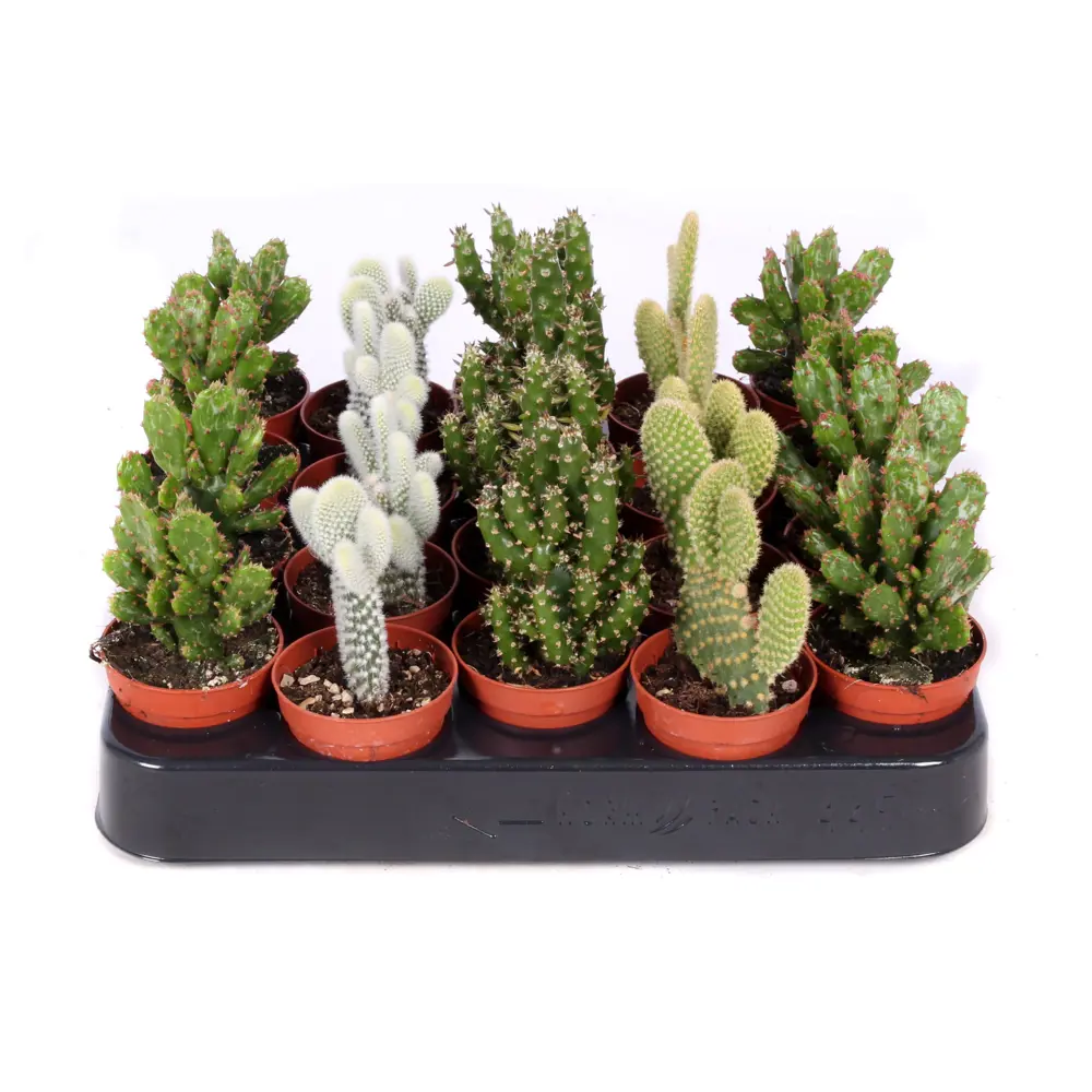 Santreyd Опунция — кактус с уникальным характером для вашего интерьера 89390766 STLM-1467699