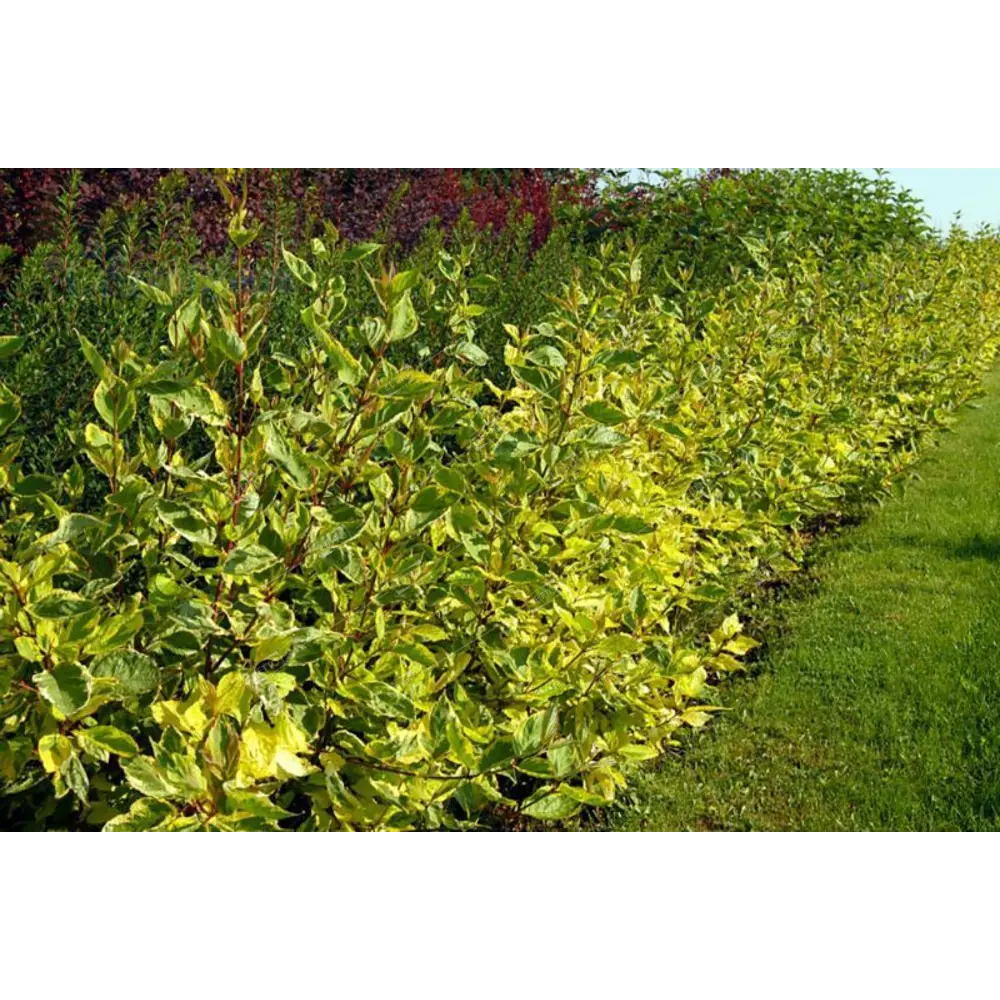 PLANTMARKET Дерен белый Гоучалти - декоративный кустарник с яркой листвой 89365280 STLM-1571571
