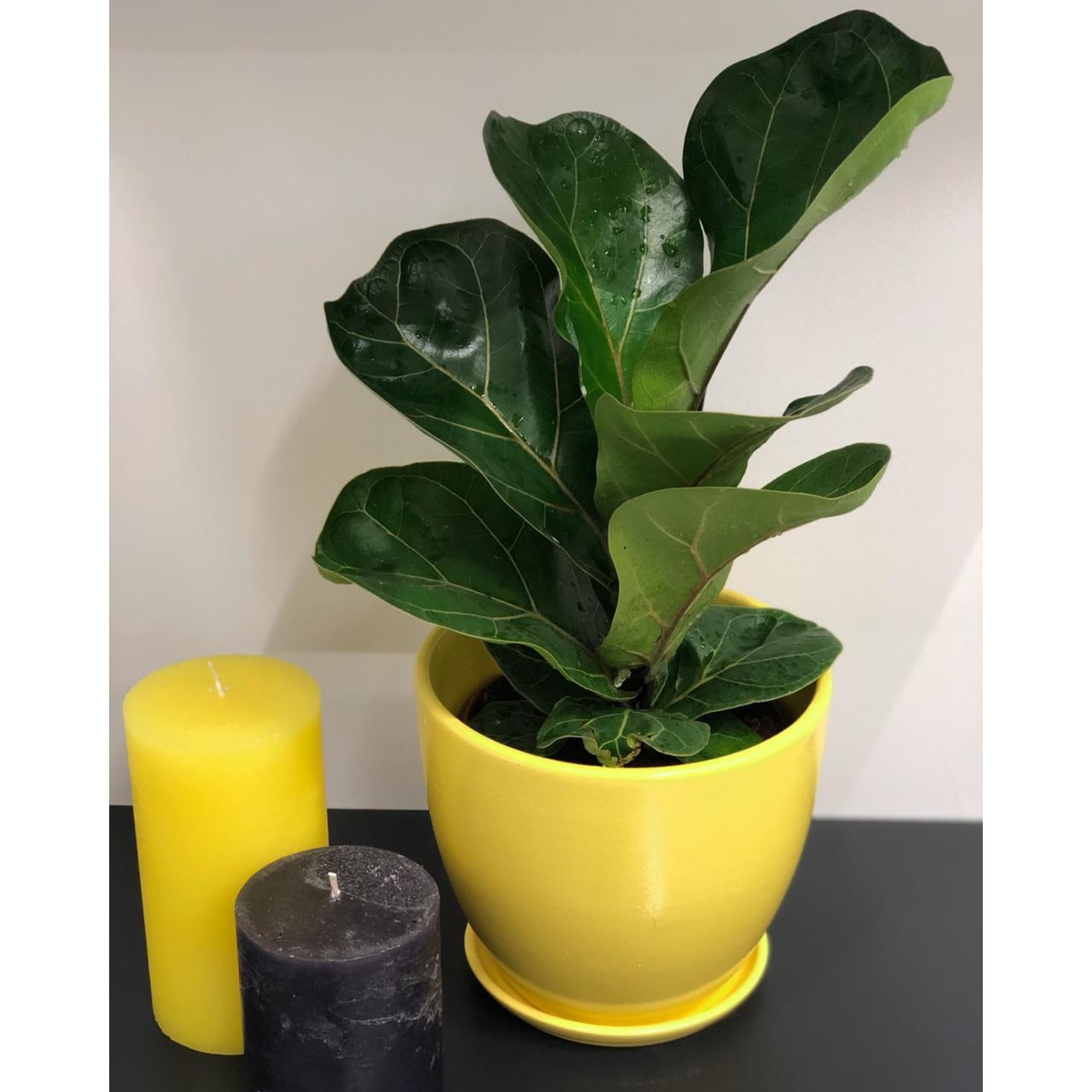 82399591 Фикус Лирата Бамбино 12x34 см Santreyd  - Вид №3