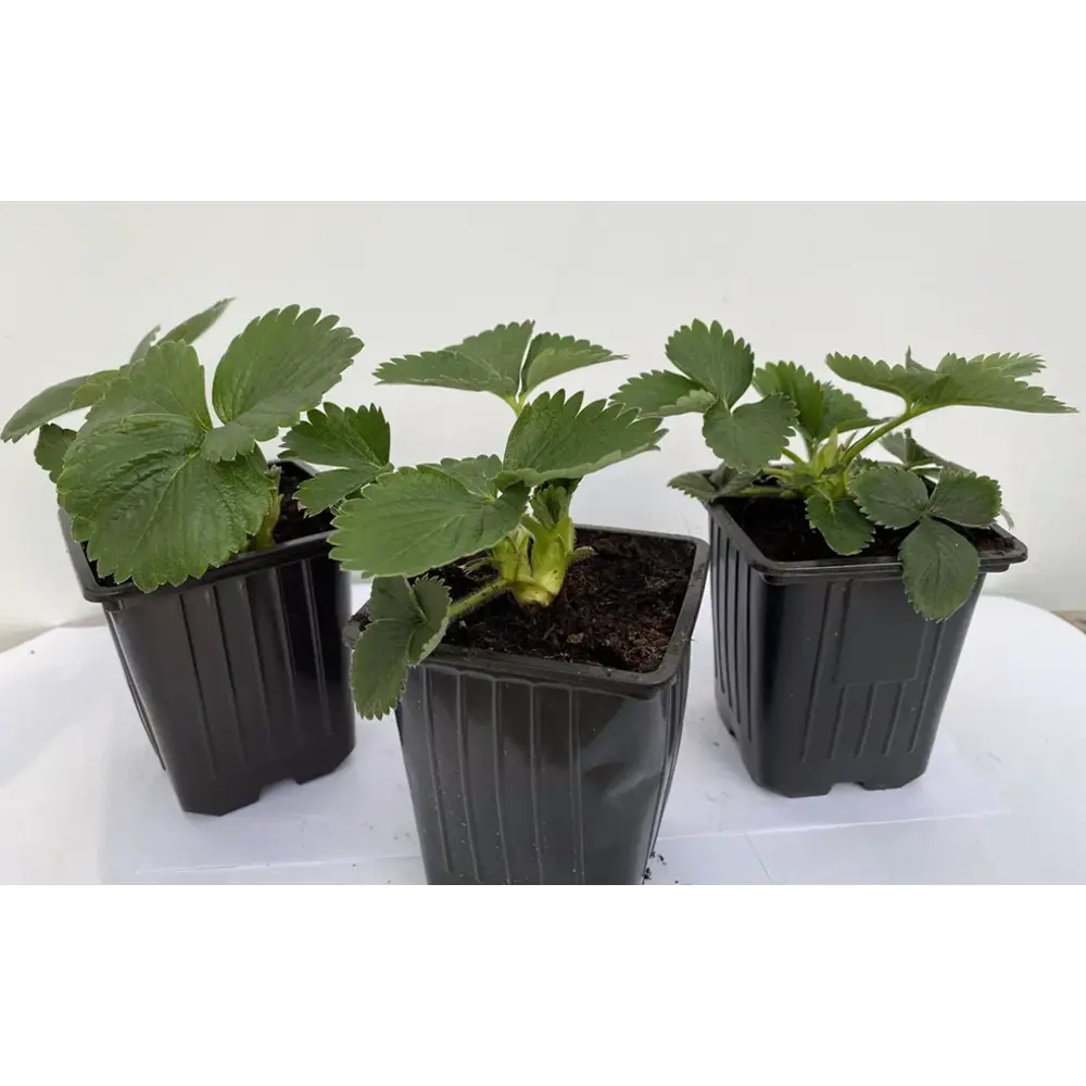 Santreyd Земляника Альба - крупноплодная рассада для богатого урожая 89366444 STLM-0951272