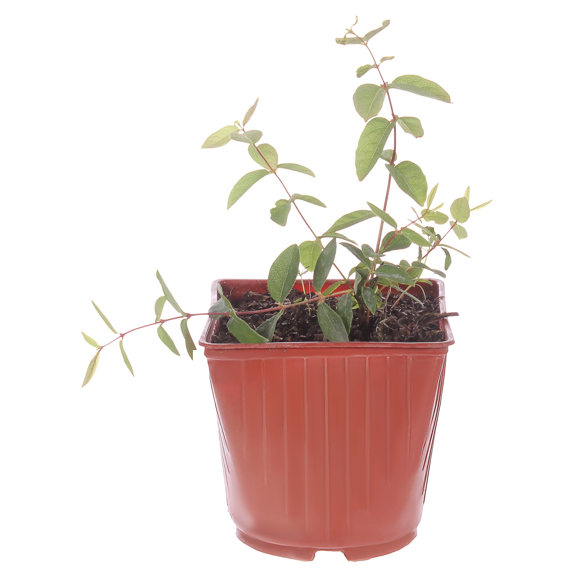 81954920 Жимолость плодовая С3 «Бакчарская» h50 Santreyd 