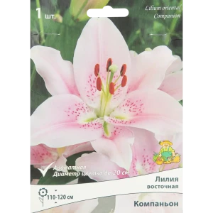 Лилия восточная Компаньон