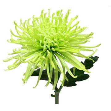 Хризантема одноголовая Анастасия грин дарк 70 см Santreyd 26234