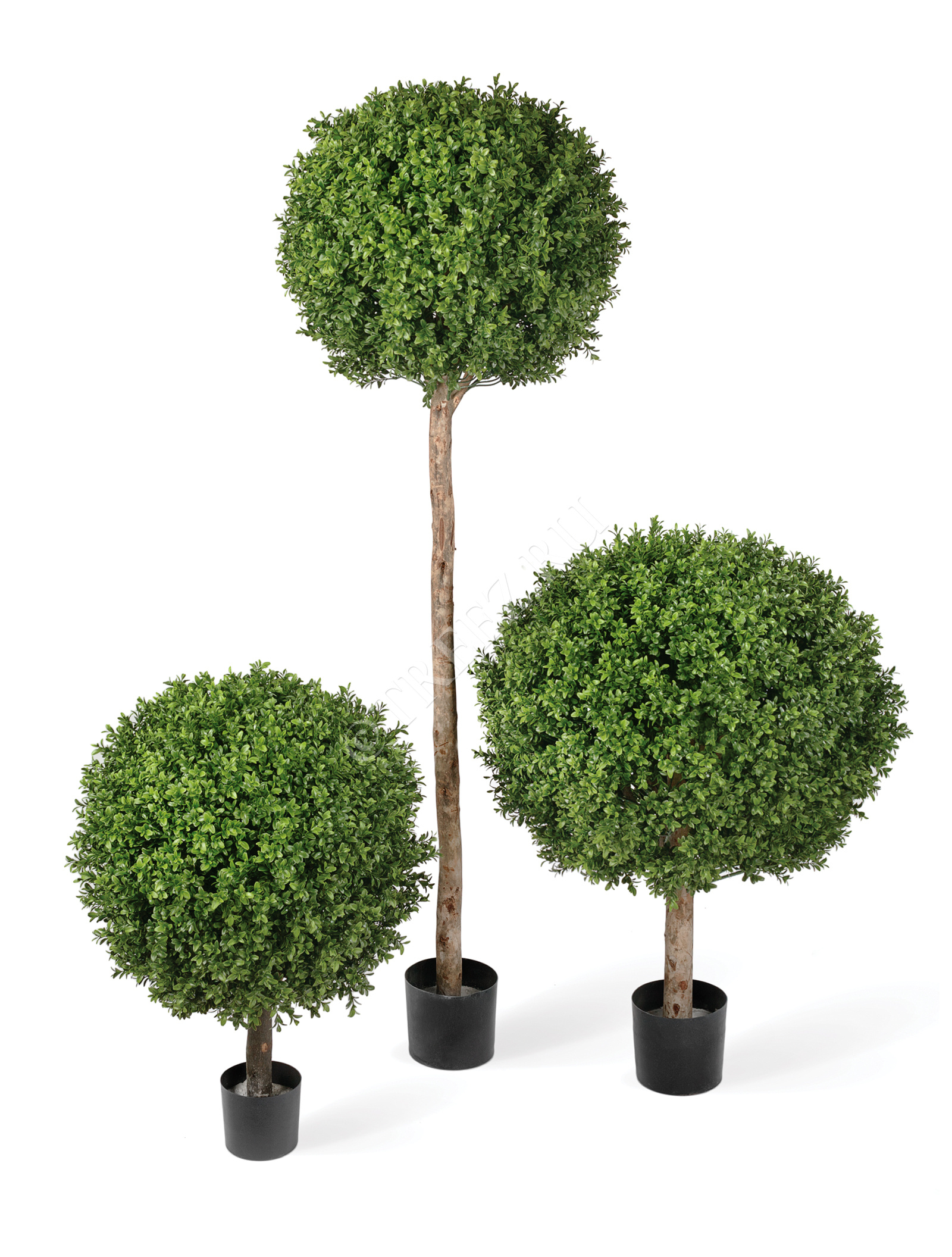 10.44580N Самшиты Шары уличные на коротком стволе Цветочная коллекция  - Вид №1