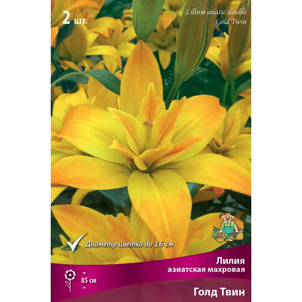 Лилия Santreyd Голд Твин - солнечная махровая красавица для сада 82662528 STLM-0958019