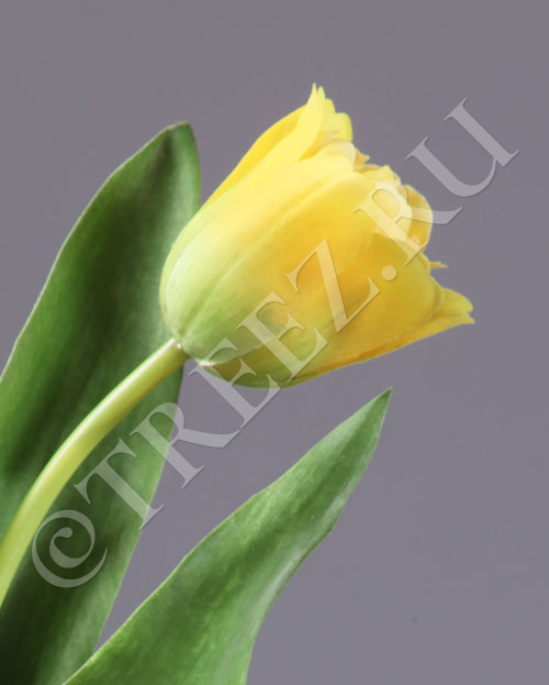 30.0613150Y Тюльпан Даймонд золотистый Цветочная коллекция  - Вид №1