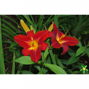 85324808 Лилейник гибридный Анзак ø17 h30 см