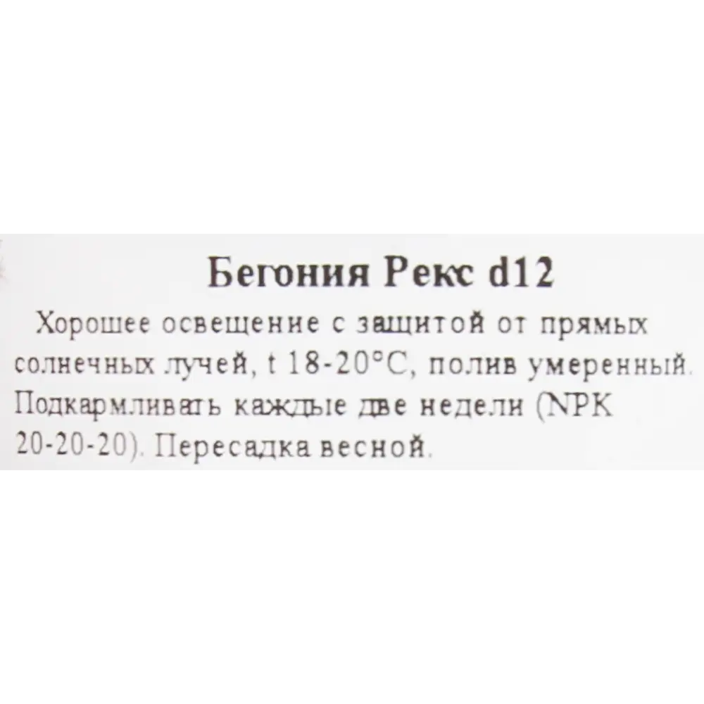 Santreyd Бегония рекс — декоративное растение с роскошной листвой 83248016 STLM-0039912 - Вид №2