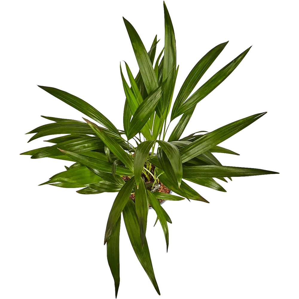 Пальма Арека Santreyd — элегантное украшение интерьера 82578913 STLM-0030475 - Вид №1