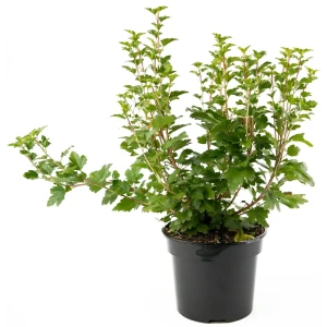 Смородина альпийская Smidt ø19 h35-55 см 85292254 STLM-2133997
