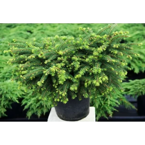 Ель обыкновенная Нидиформис ø15 h30 см