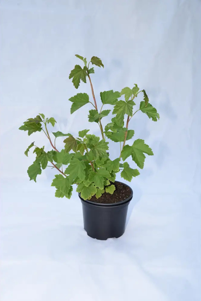 Santreyd Смородина белая микс - саженец для сладкого урожая 85325550