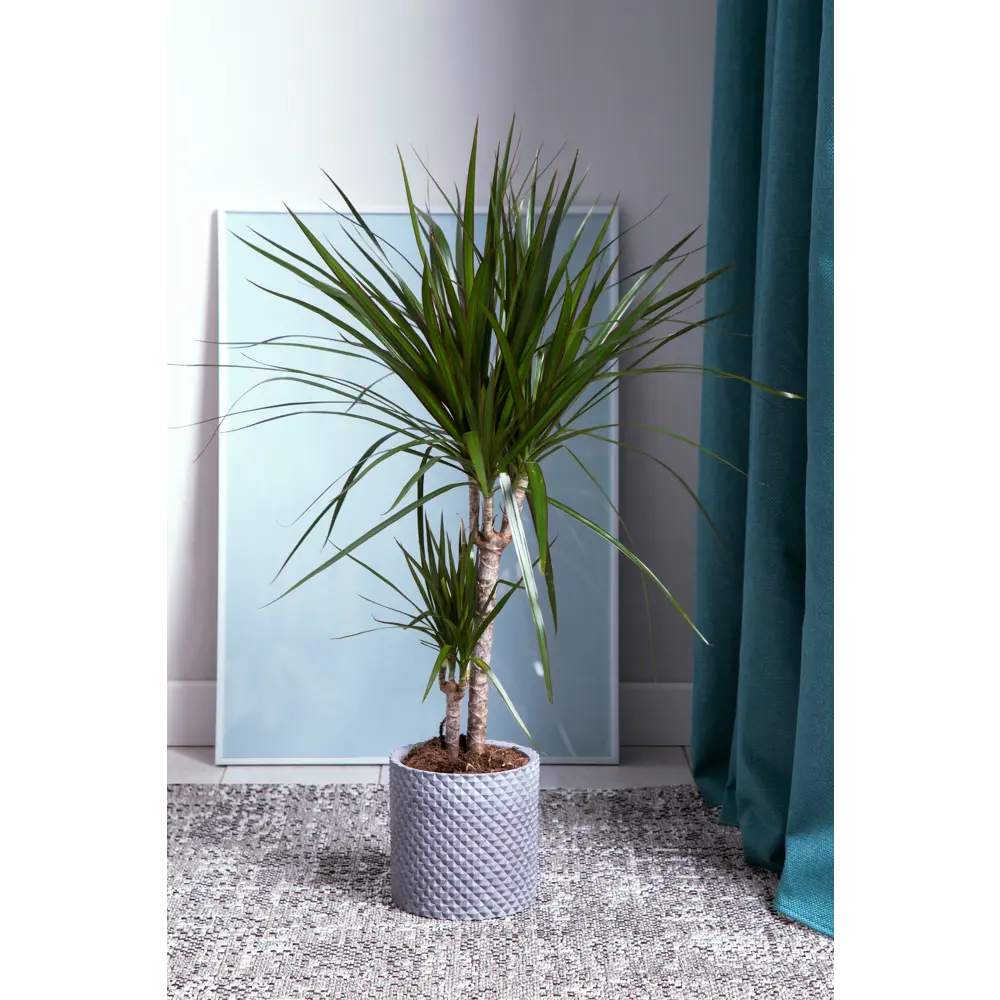 Santreyd Драцена Маргината Тоэф - изящное комнатное дерево 15745347 STLM-0006288 - Вид №5