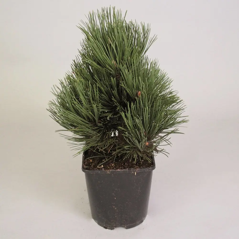 Сосна Гельдрейха Ден Оуден Santreyd - компактное хвойное дерево с пышной кроной 89363814