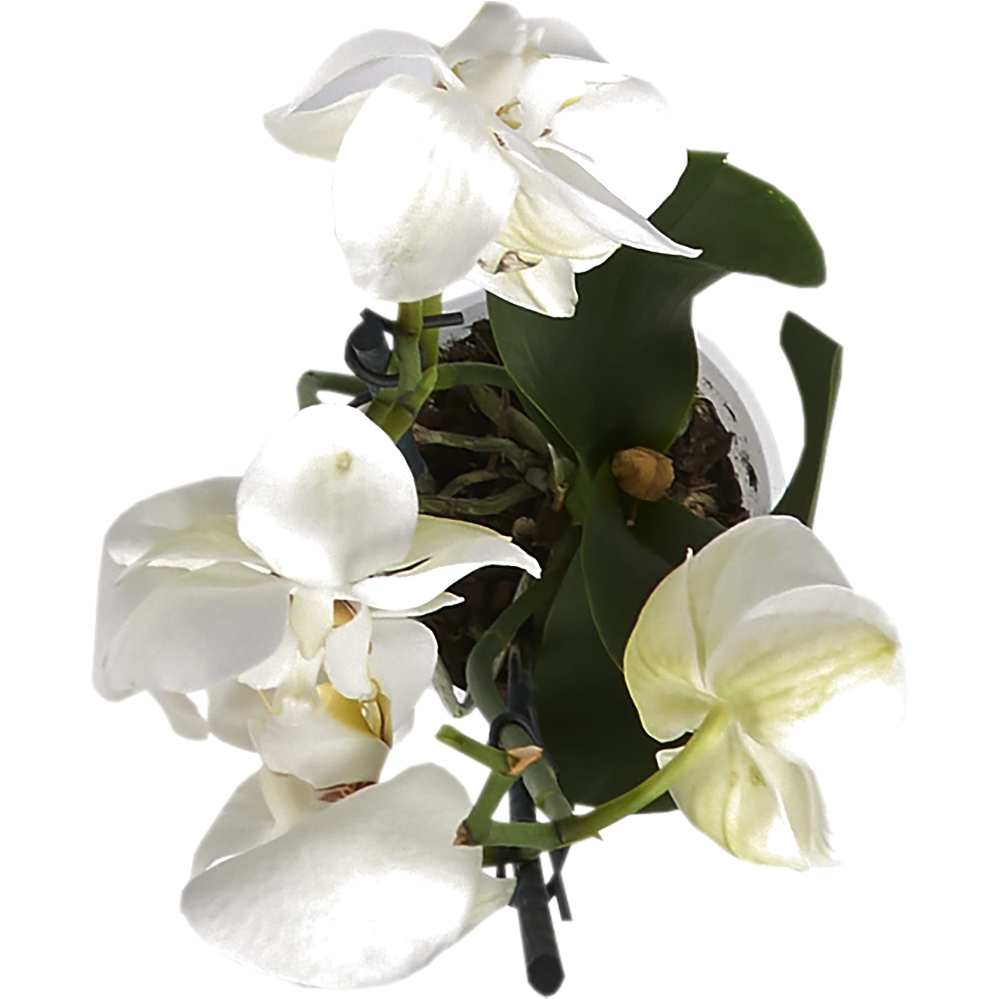 82330265 Орхидея Фаленопсис Стандарт микс 2 стебля ø12 h50 см Santreyd  - Вид №1