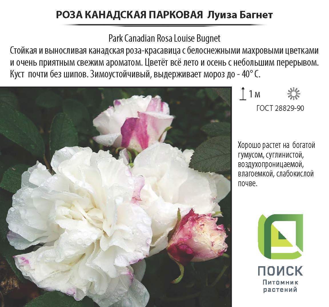 Роза канадская Луиза Багнет от Santreyd - белая парковая красавица 18475194 STLM-0010941 - Вид №3