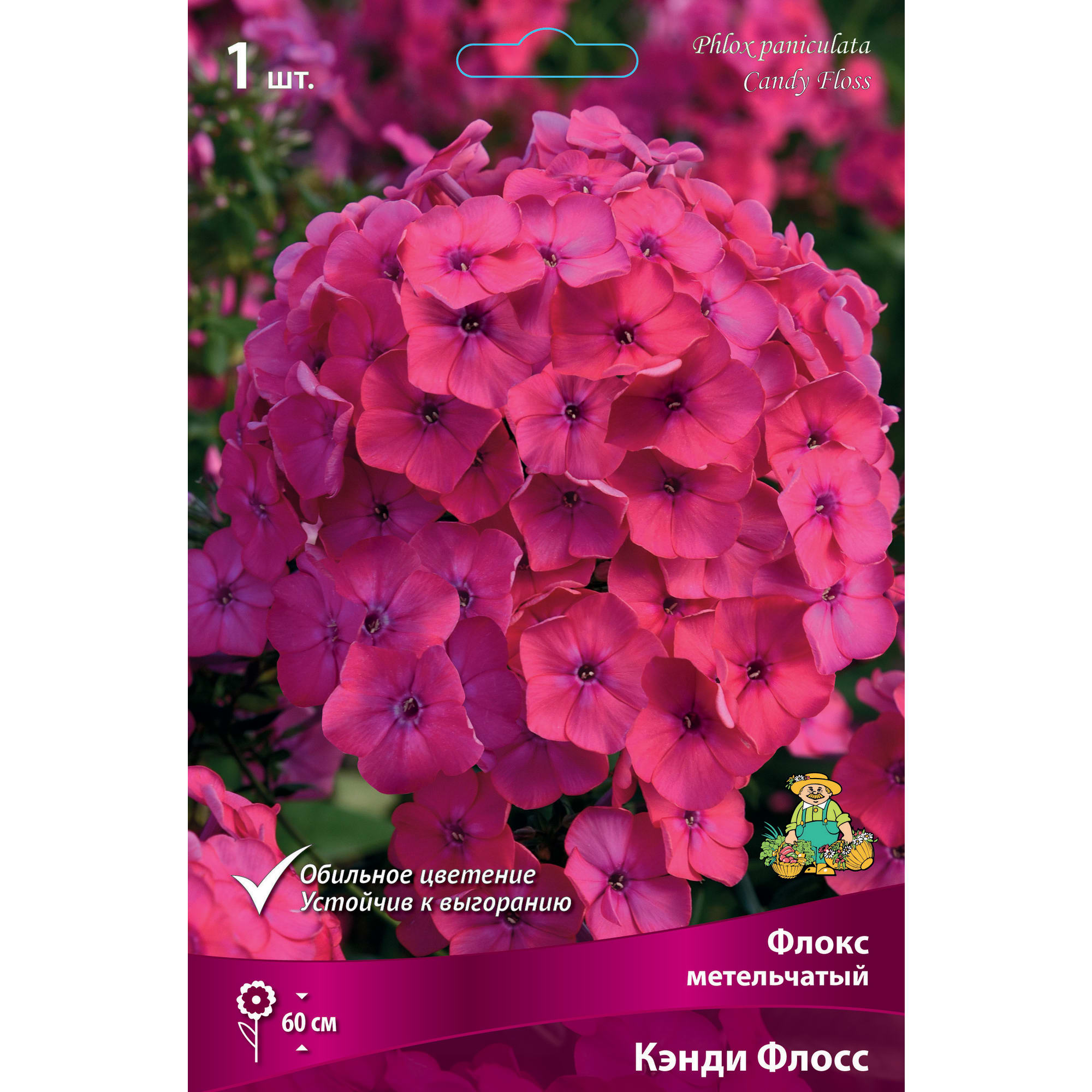 88294965 Флокс метельчатый Кэнди флосс луковица I Santreyd 