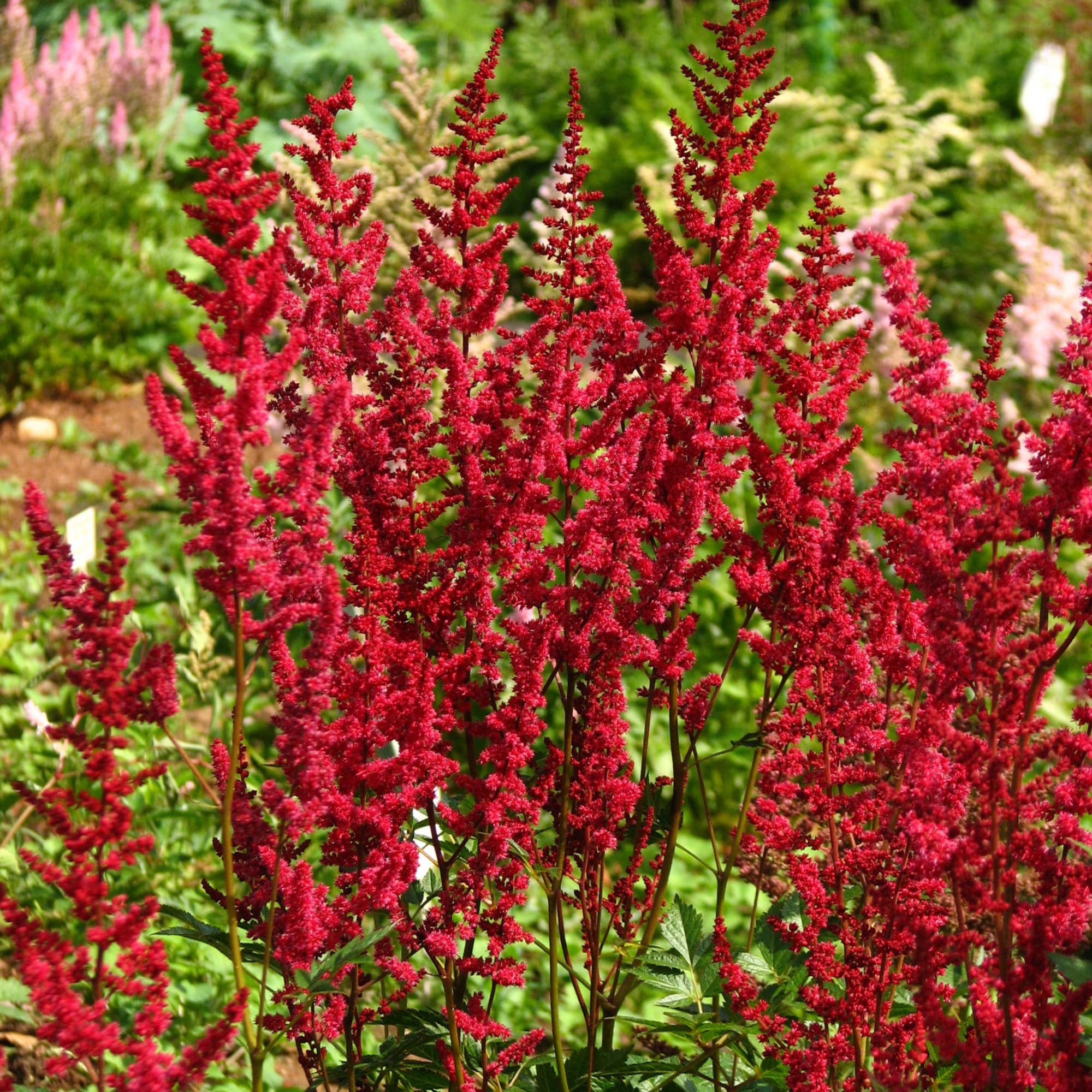 81954864 Астильба арендса С1 «Глут» Santreyd 