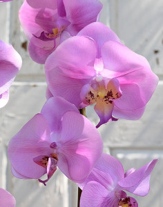 2818 253 a3 Искусственная орхидея Phalaenopsis (2 метелки), 150 см, орхидея H-andreas