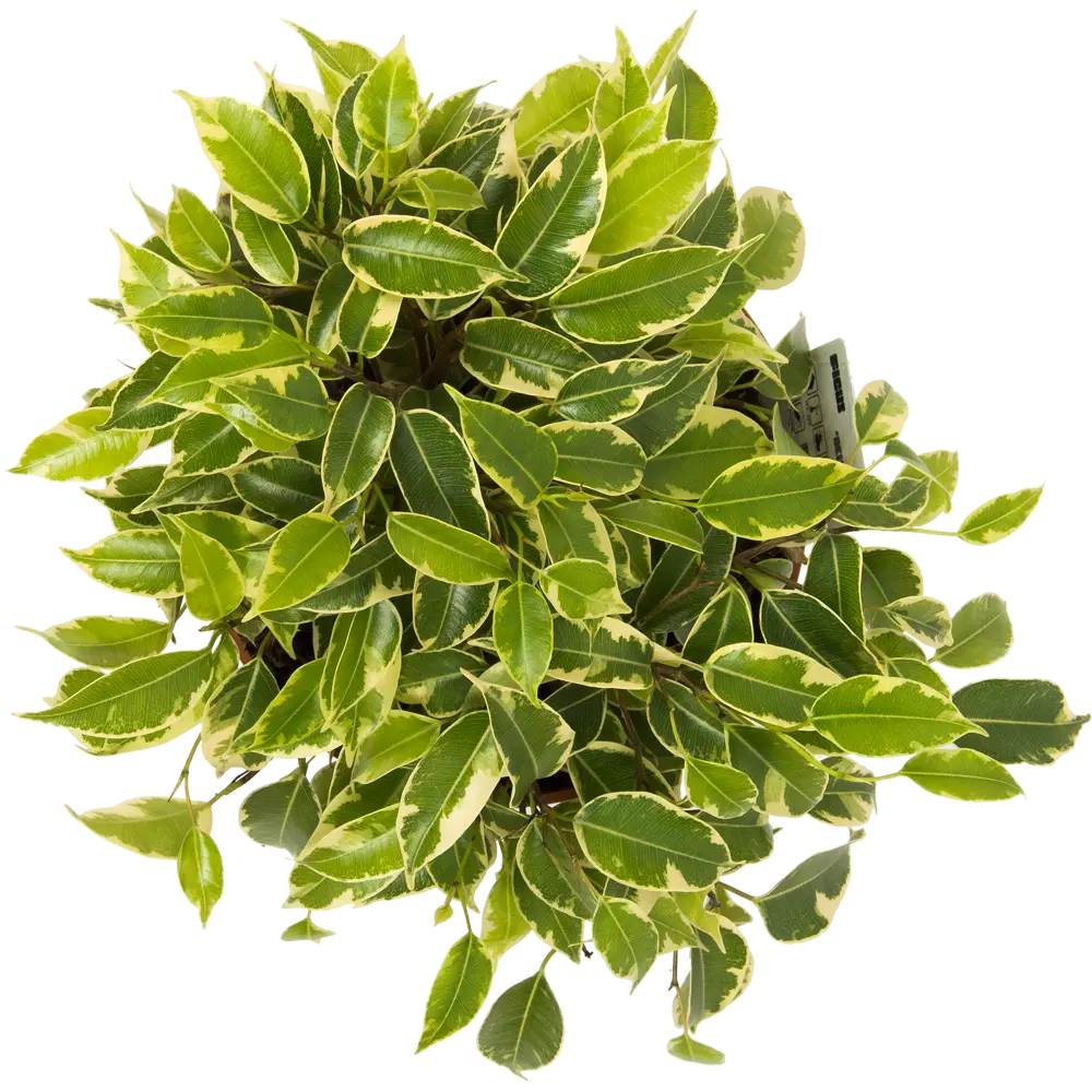 Фикус Бенджамина Кинки от Santreyd — миниатюрное деревце с пестрой листвой 13987481 STLM-0004147 - Вид №1