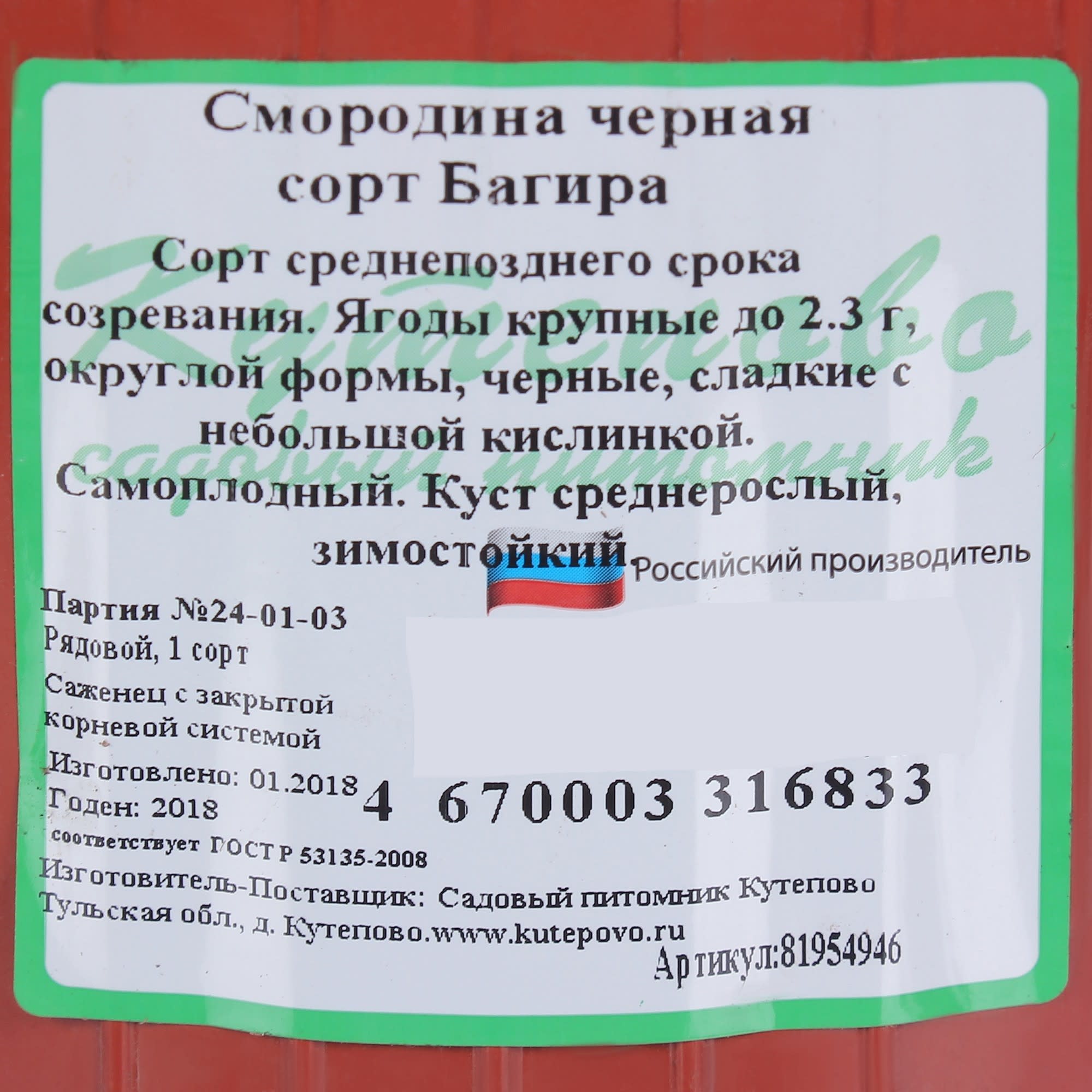 81954946 Смородина чёрная С2 «Багира» h40 Santreyd  - Вид №1