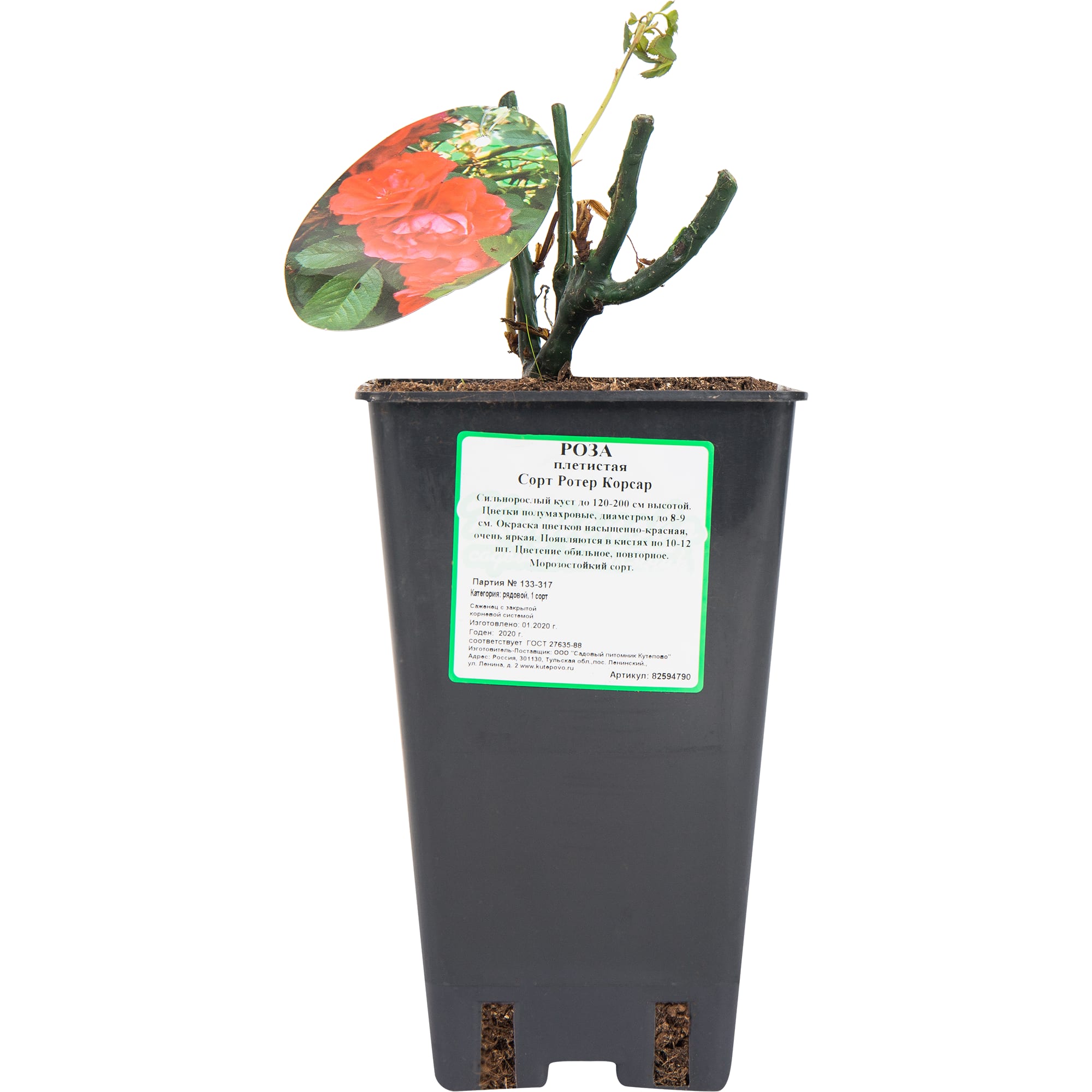 82594790 Роза плетистая «Ротер Корсар» 15x30 см Santreyd  - Вид №2