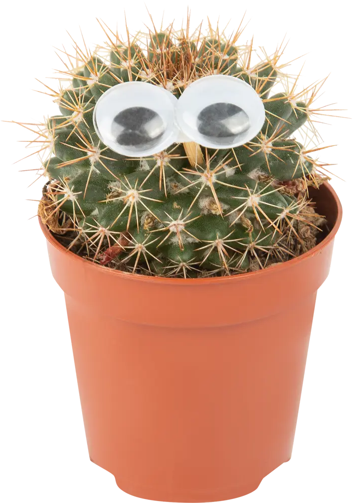 Кактус микс Santreyd с декоративными глазами - живой акцент интерьера 85062779