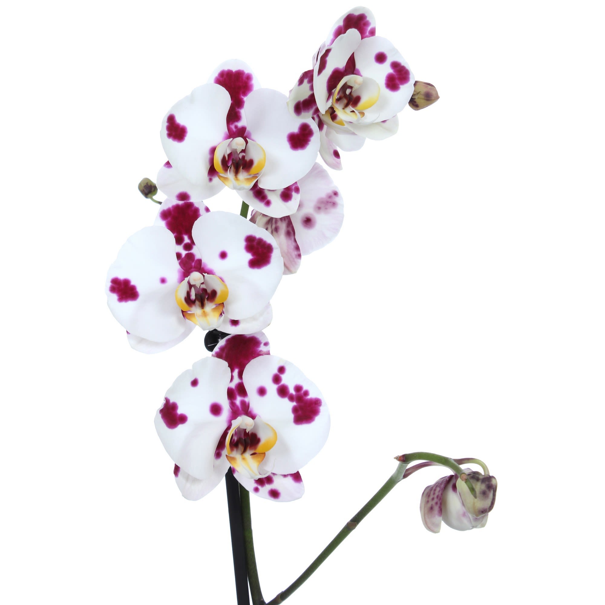 18785951 Орхидея Фаленопсис микс 2 стебля ø15 h85 см Santreyd  - Вид №1