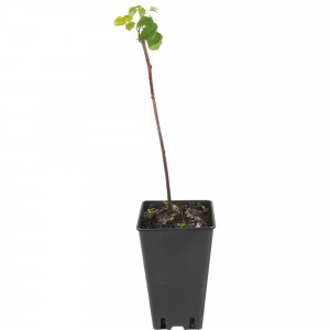 82597105 Малина «Брянское диво» C2 высота 40 см