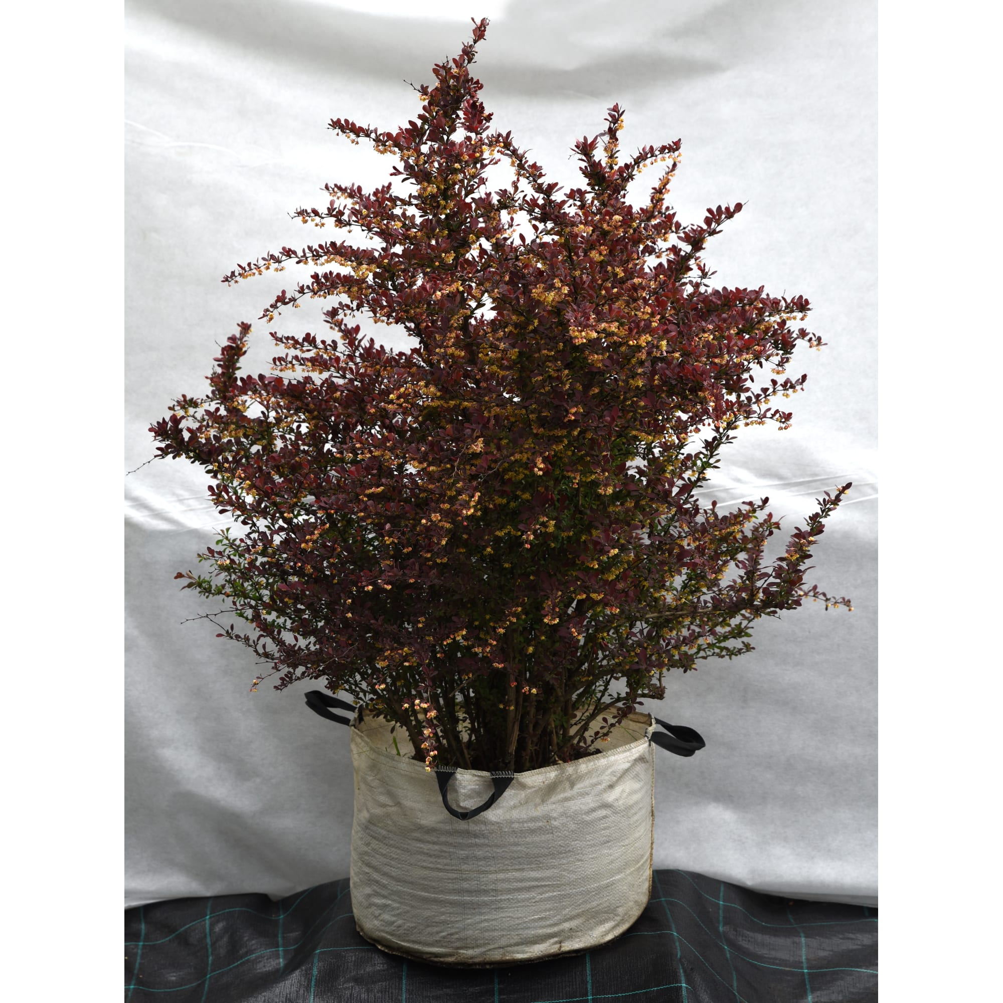 82676735 Барбарис оттавский «Суперба» 45x120-140 см Santreyd 