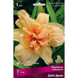 83597572 Лилейник гибридный Дабл Дрим луковица I