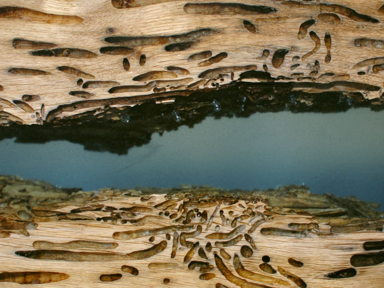 Прямоугольный обеденный стол alcarol Bricola ARCH-00052816 - Вид №12