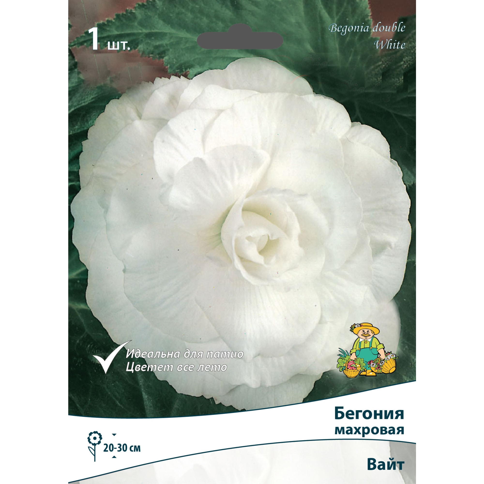 83593713 Бегония махровая Вайт луковица 5/6 Santreyd 