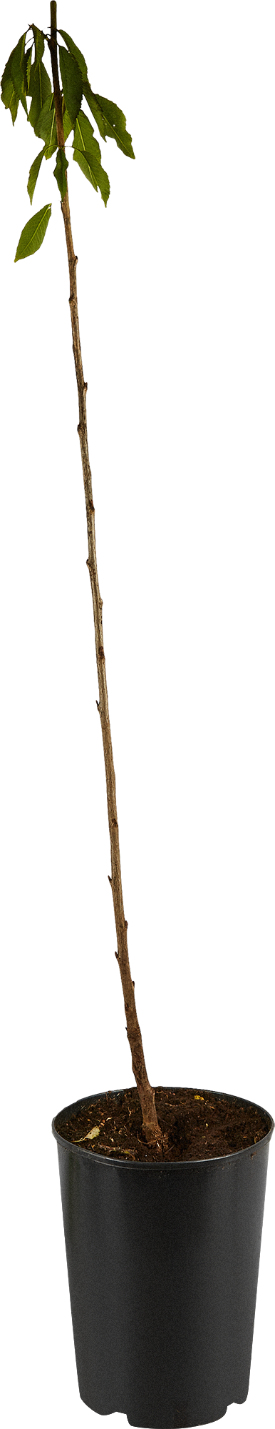 Саженец черешни микс Santreyd - плодовое дерево для сада 85608207 STLM-0064594 - Вид №2