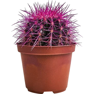 Santreyd Эхинокактус Грузона Радуга - живой суккулент для интерьера 87819695