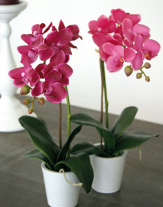 2610 420 a3 Искусственная орхидея Phalaenopsis, горшечная, 33 см, real touch, вишня H-andreas