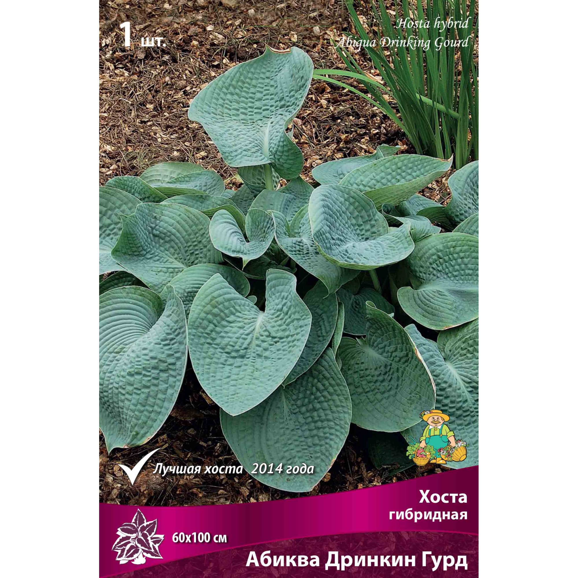 82118735 Хоста гибридная «Абиква Дринкин Гурд», 1 шт Santreyd 
