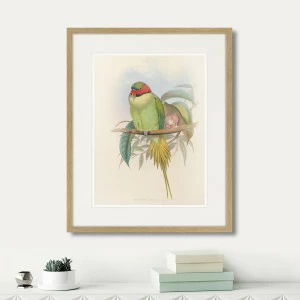 Картина в раме 52х42 см Bonaparte's Parakeet, 1850г. КАРТИНЫ В КВАРТИРУ  264531 Зеленый;серый;разноцветный
