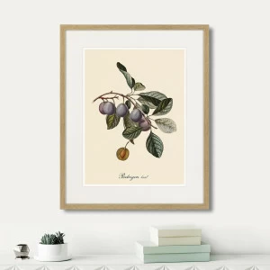 Картина: Juicy fruit lithography №5, 1870г. КАРТИНЫ В КВАРТИРУ  264441 Разноцветный