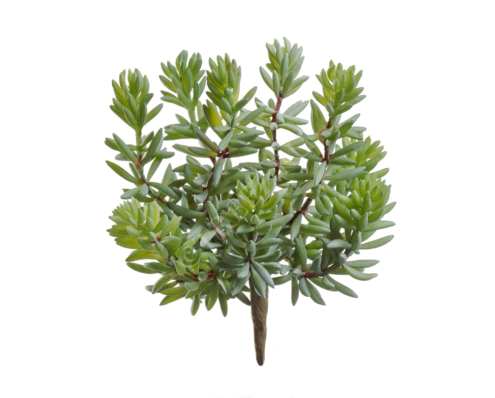 20.091609 Суккулент Седум куст зелёный Цветочная коллекция 