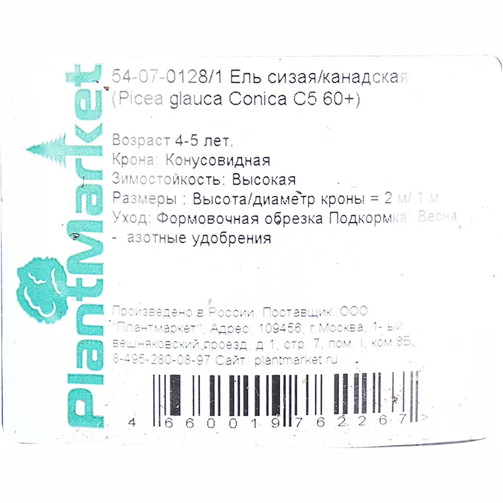 Ель канадская «Коника» C5, 60+ см 81969328 STLM-2039036 PLANTMARKET  - Вид №2
