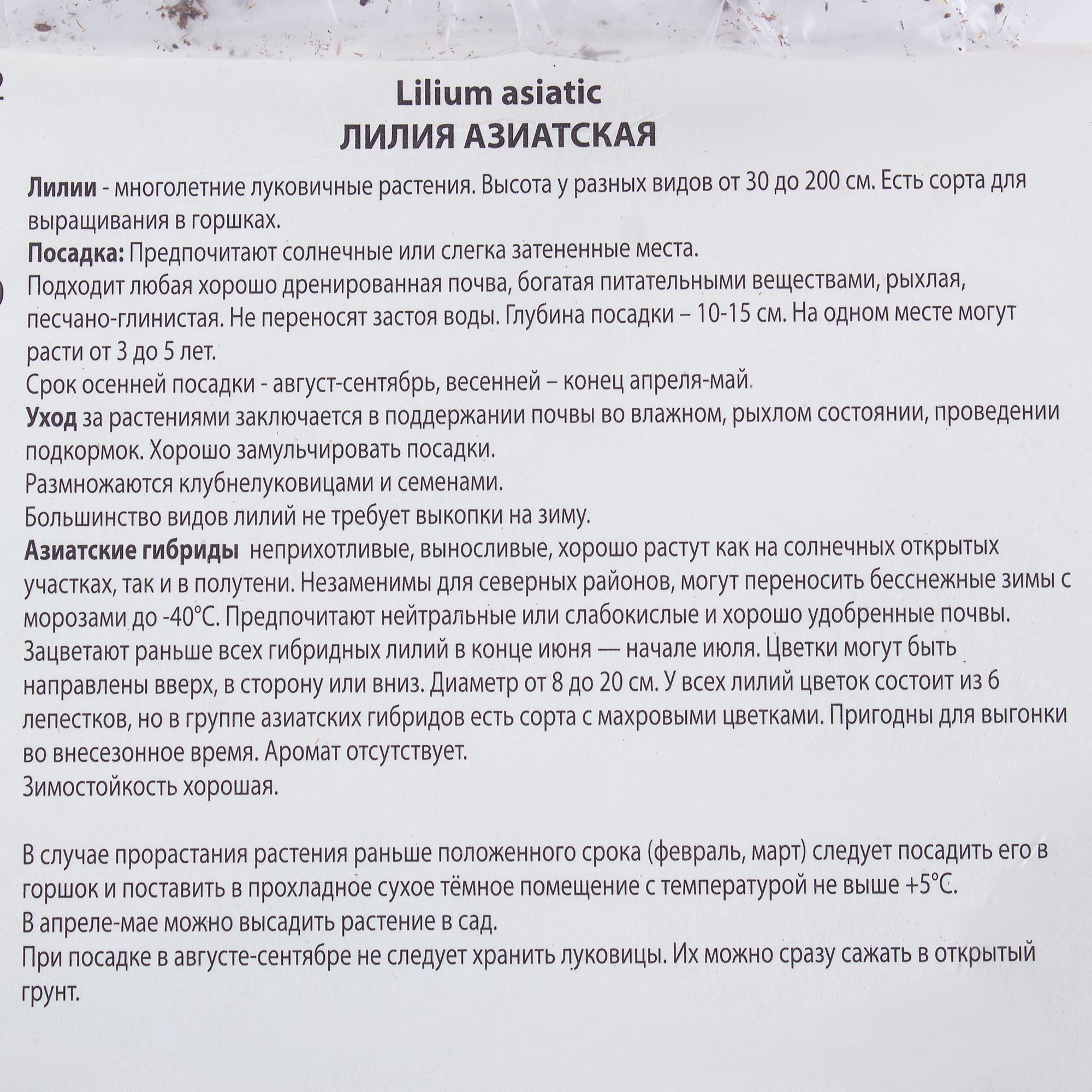 81945469 Лилия азиатская «Тинос» Santreyd  - Вид №2