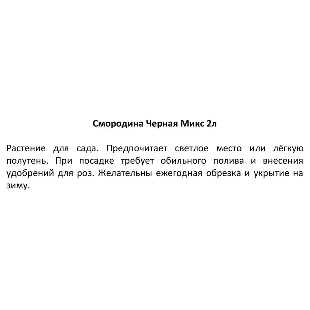 Смородина черная микс h15 см 87718521 STLM-2024221 Santreyd  - Вид №4