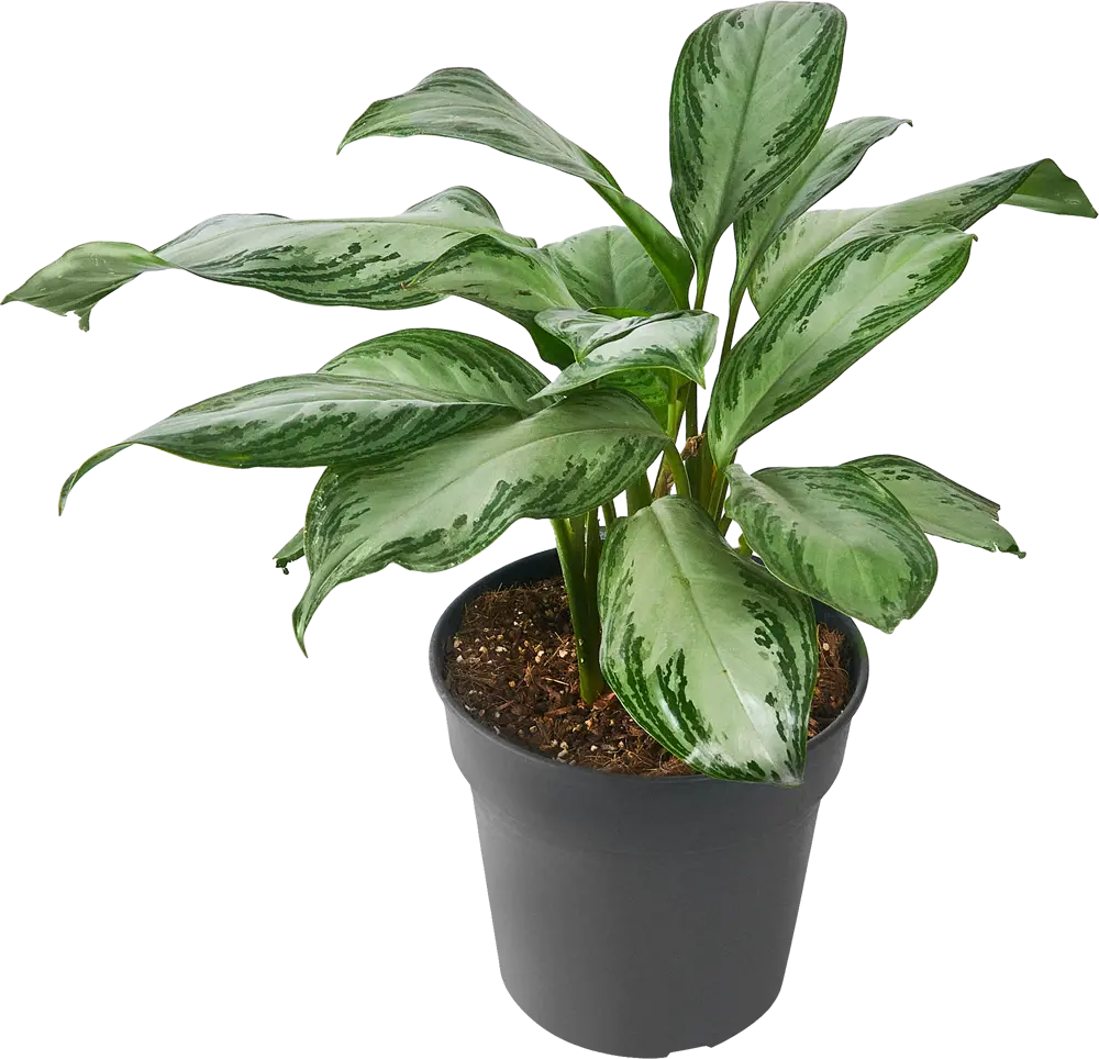 Santreyd Аглаонема Сильвер Росток - комнатное растение с серебристыми листьями 84587060