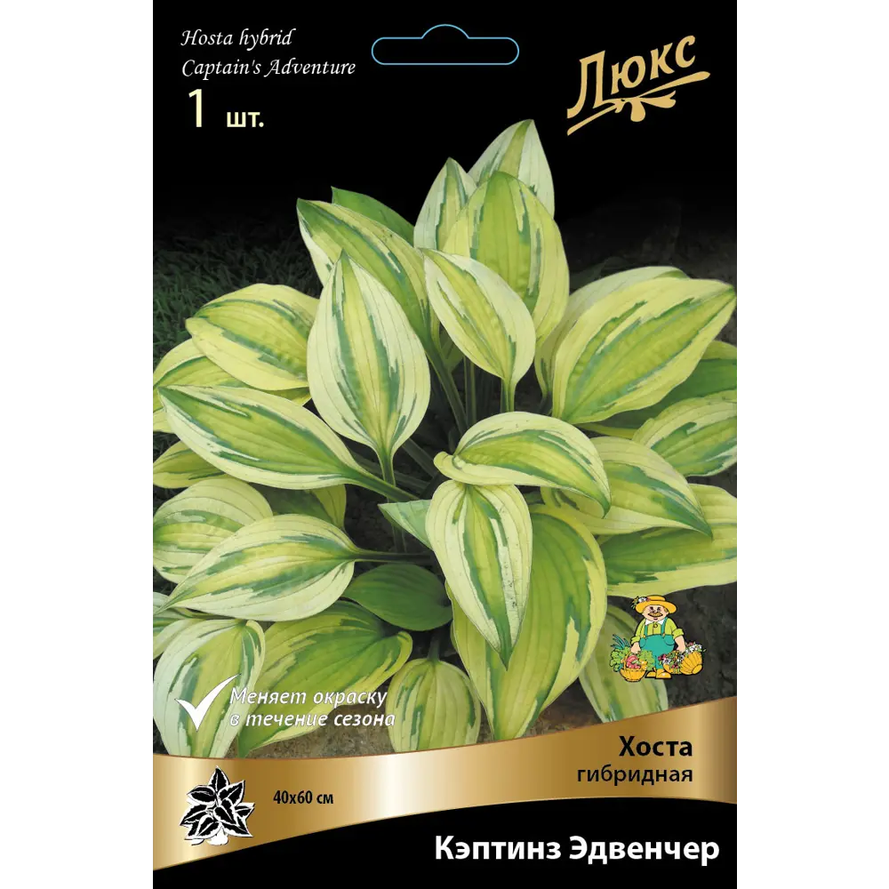 Santreyd Хоста Кэптинз Эдвенчер - многолетнее украшение для тенистого сада 83598053 STLM-0959857