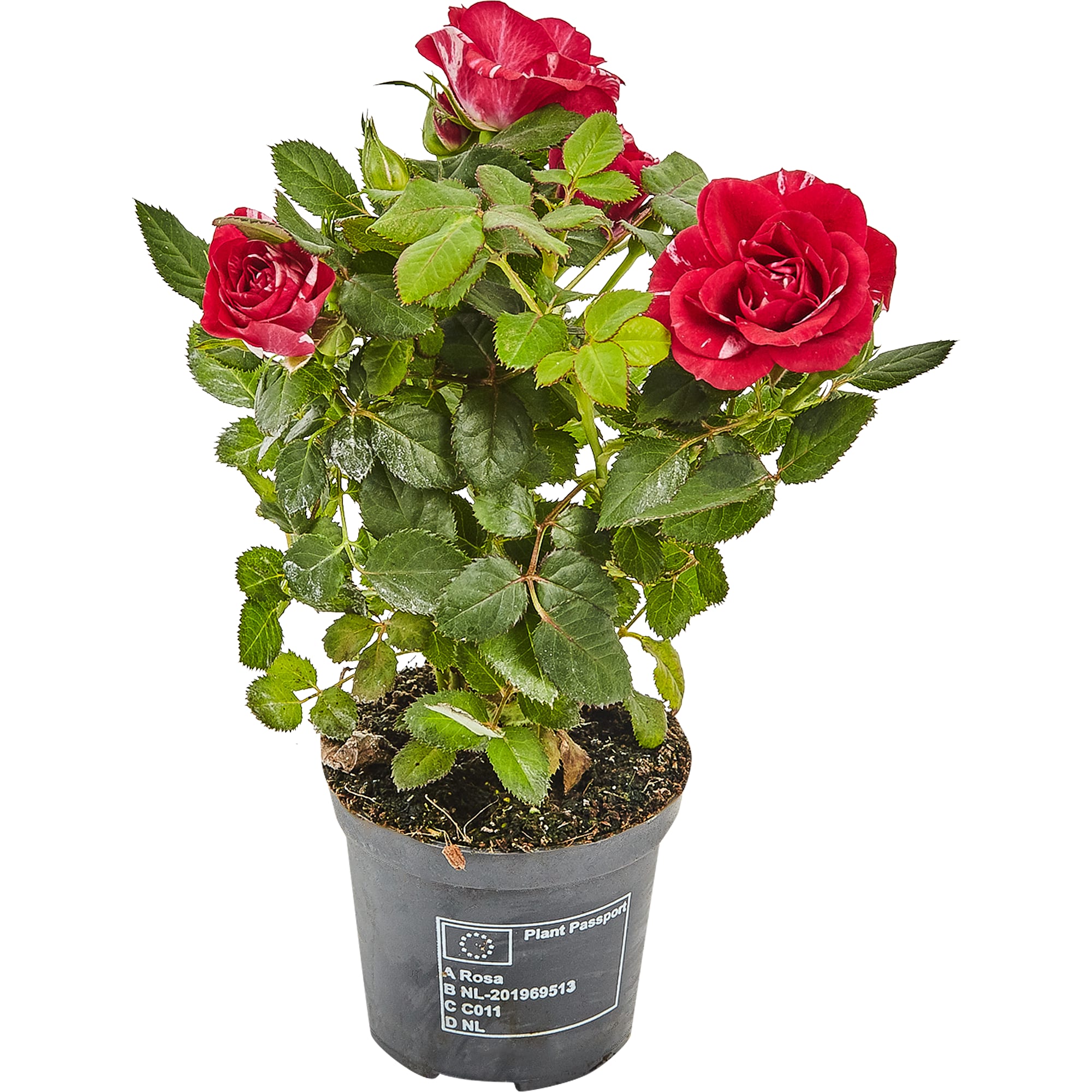 82877360 Роза Джиджи Парад 7x17 см Santreyd 