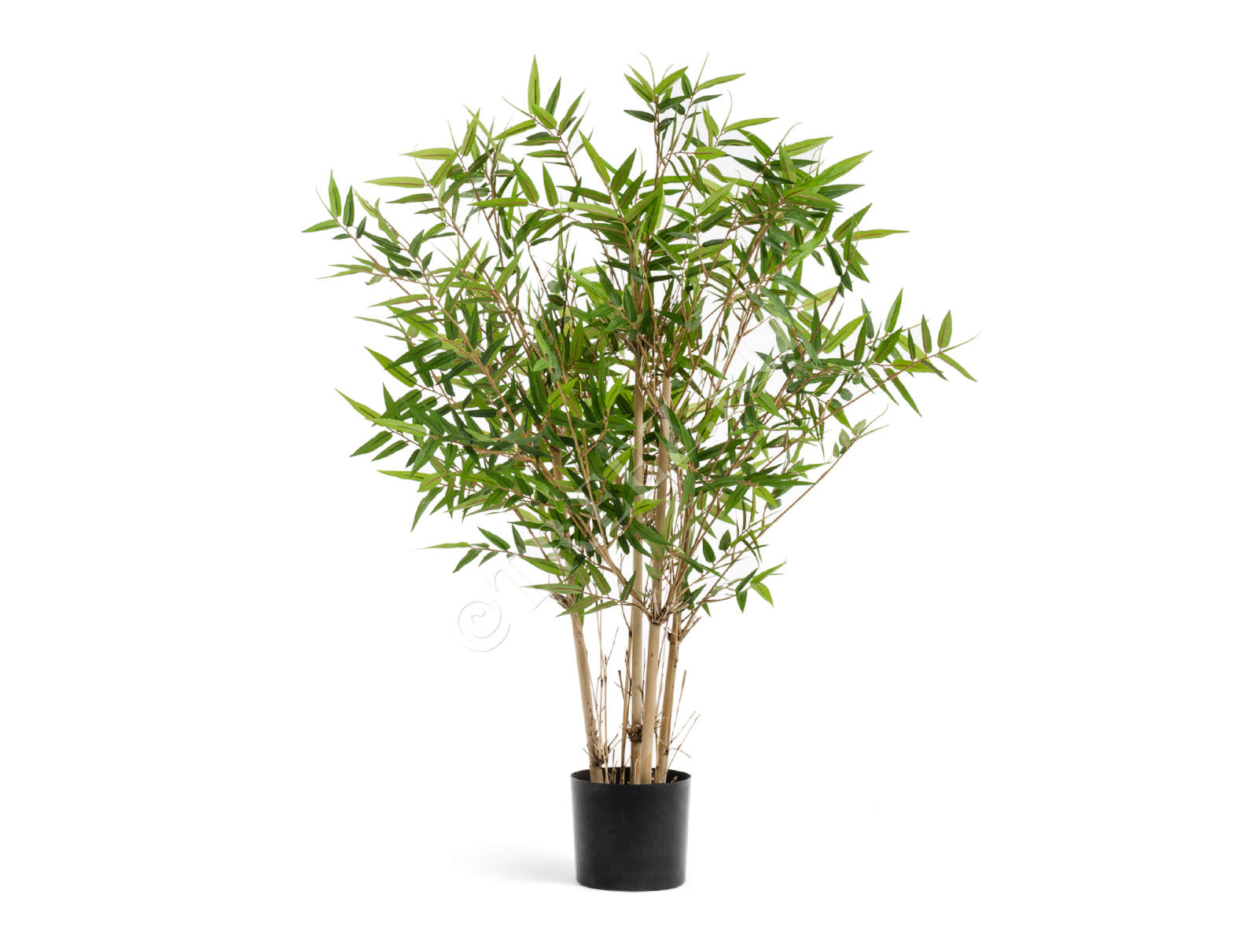 10.34306N Бамбук Японский ориенталь Цветочная коллекция  - Вид №1