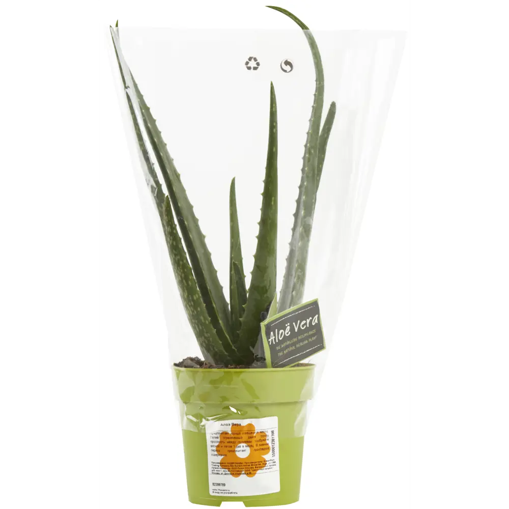 Santreyd Алоэ Микс — суккулент с природной гармонией в горшке ø12 см 82399789 STLM-0026509 - Вид №2