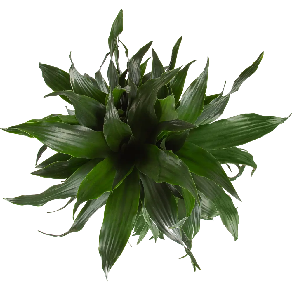 Santreyd Драцена Блэк Джек — вечнозеленая пальмовая элегантность 85062654 STLM-0058022 - Вид №1